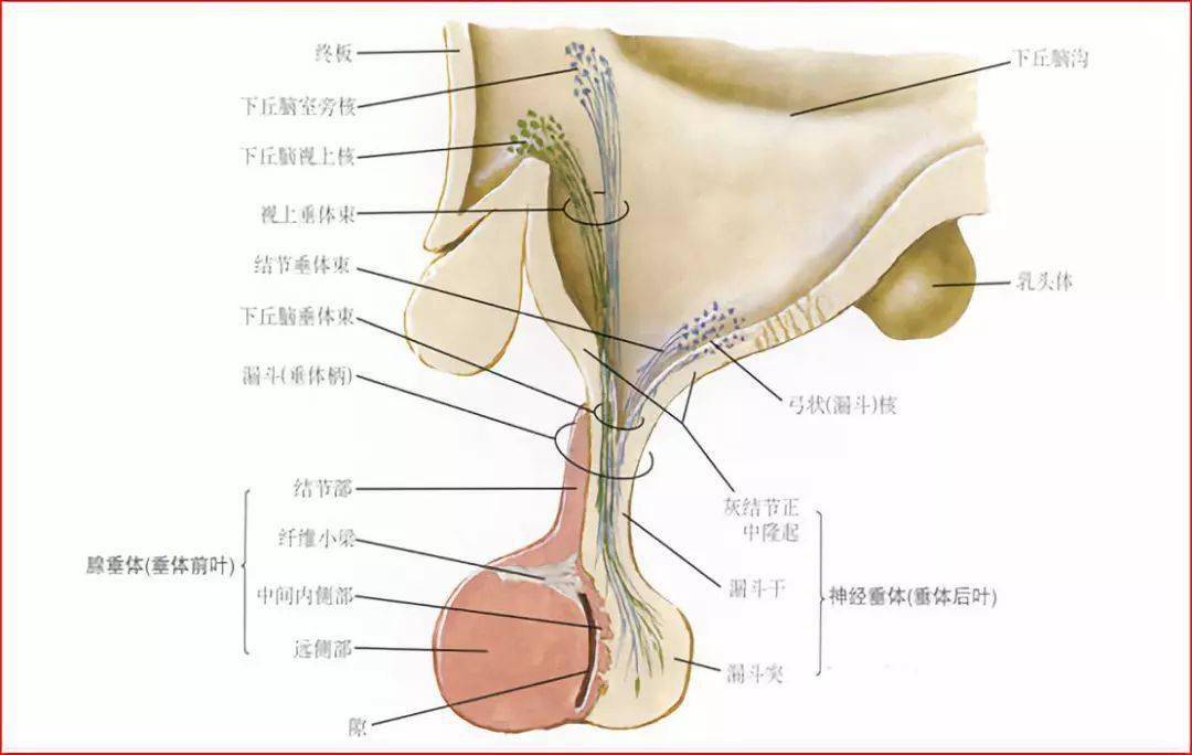 重要神經結構的血供示意圖_解剖_疾病_丘腦