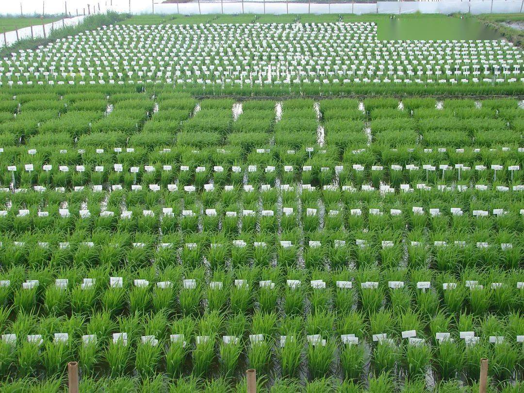 南繁育种基地该行聚焦南繁种业"四个重点"精准发力,积极发挥政策性