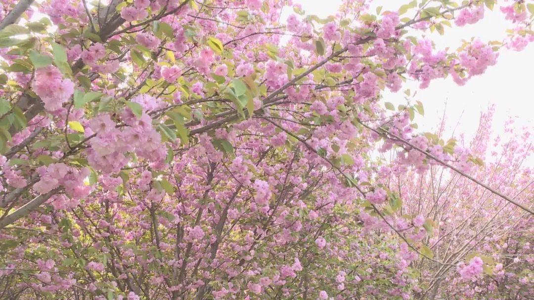 花開河北石家莊欒城櫻花公園早櫻晚櫻次第開落櫻繽紛別樣美