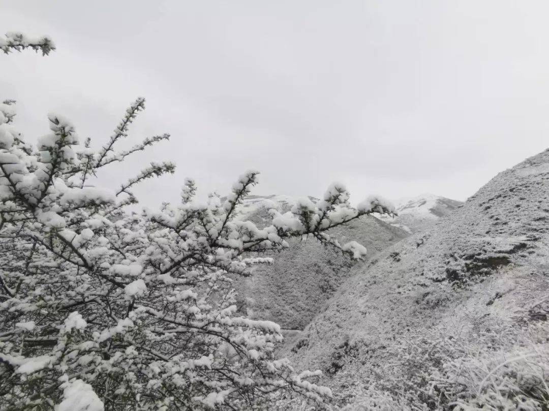 速看:人間四月天,甘肅這裡下雪了!_隴南_禮縣_武都區