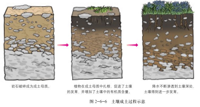 五,成土过程示意图四,土壤形成与成土母质三,土壤形成与地形二,土壤