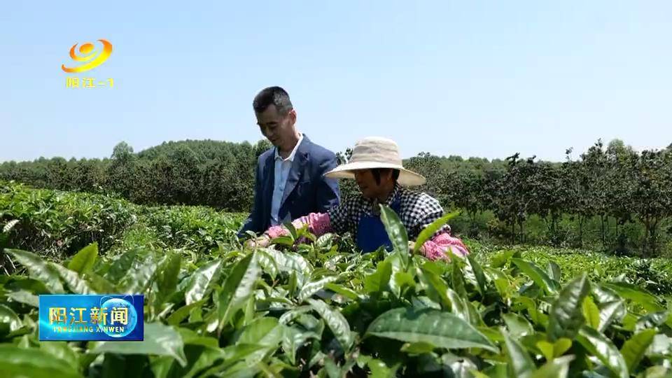 记忆中的传承 温泉红茶守护者