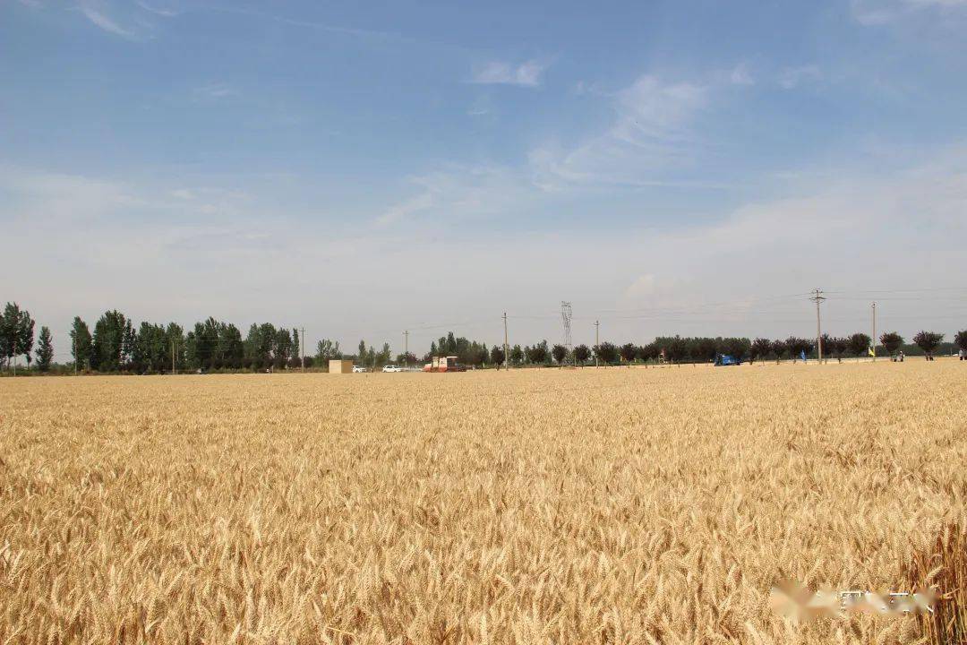 伟隆169小麦品种简介图片