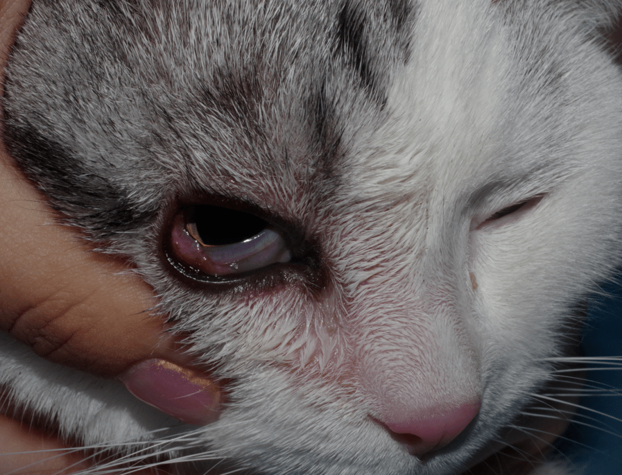 刚接回来几天的小猫咪眼睛长了个樱桃