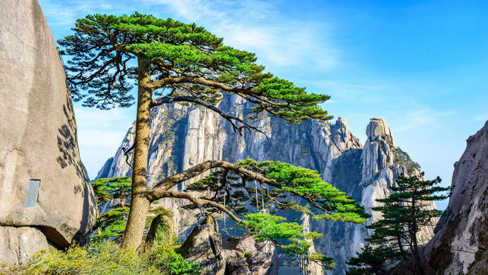 黄山迎客松最近很寂寞影响了很多人