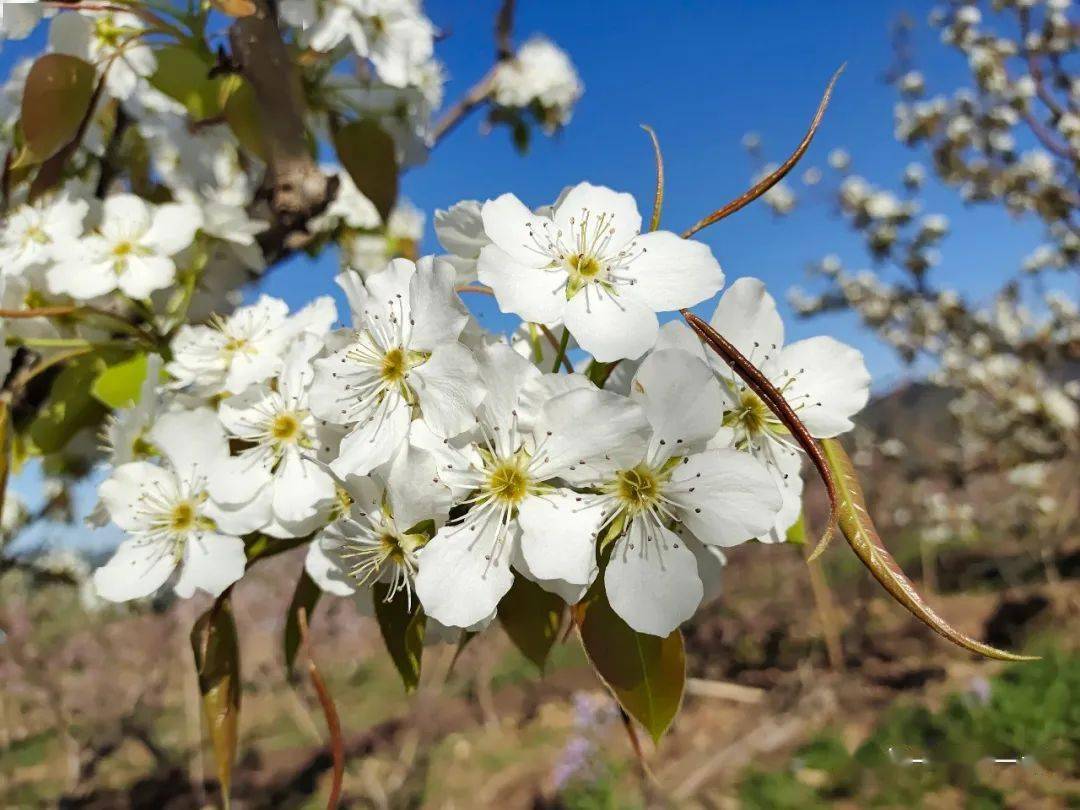 这个周末去平谷桃花节看梨花