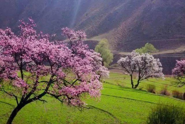 【四月—到坎布拉看杏花】