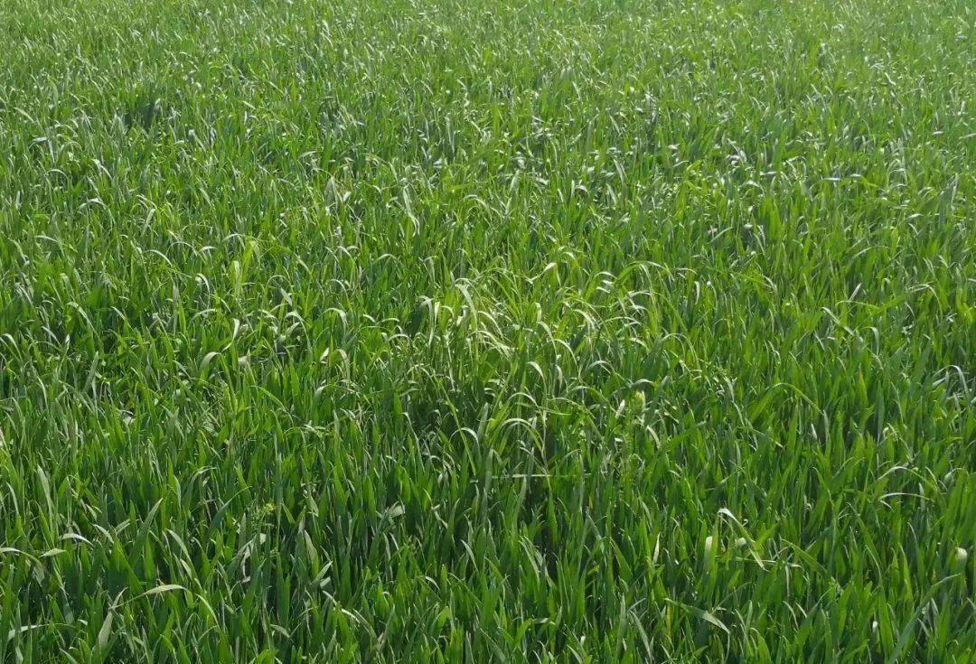 麦田除草剂对新野生麦子无能为力.