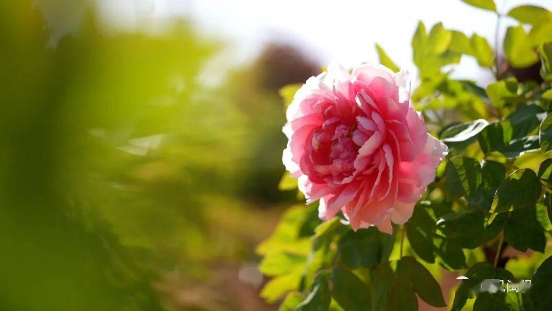 看闽侯丨天青色等烟雨大湖牡丹花开在等你