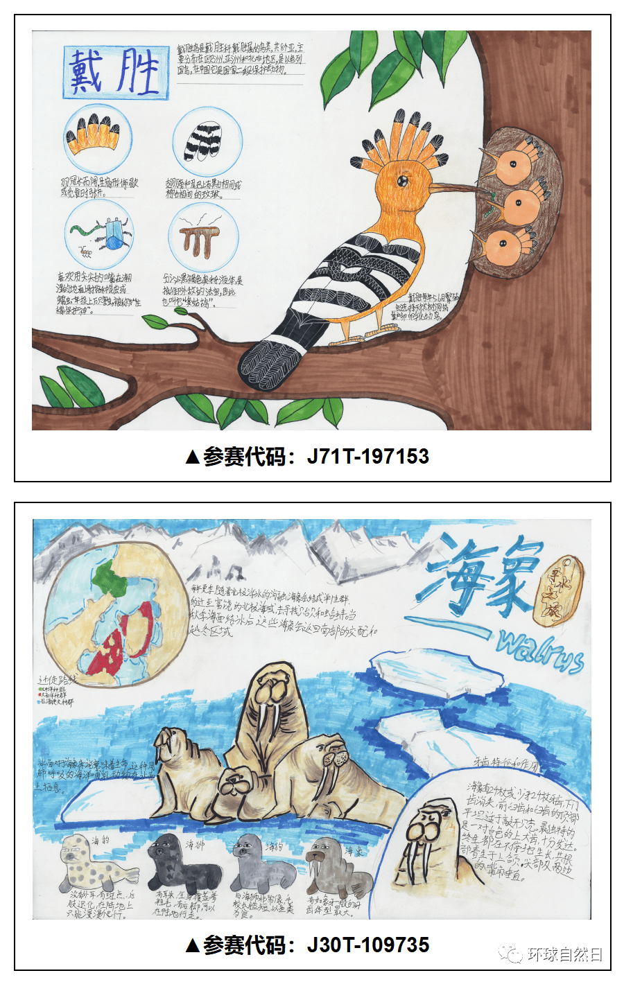 官宣环球自然日2021总决赛科普绘画作品赏析