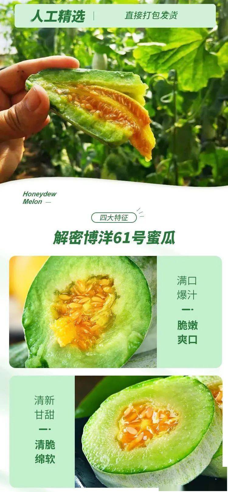 新鲜采摘脆甜多汁博洋蜜瓜上新头茬博洋61号蜜瓜春季里的一抹香甜清爽