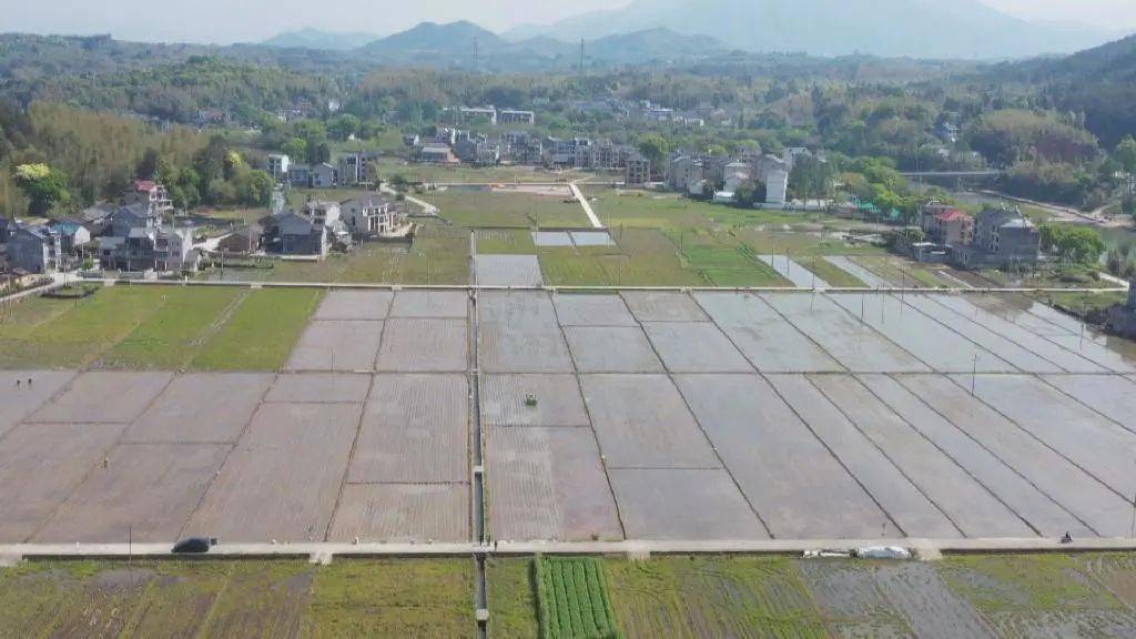 据了解,2021年龙泉大面积推广种植再生稻,取得了良好效果.