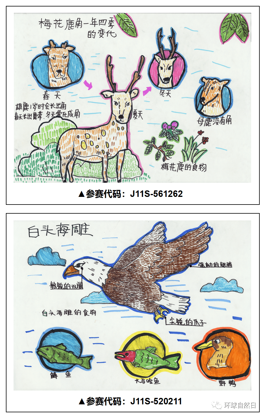 【官宣】环球自然日2021总决赛科普绘画作品赏析
