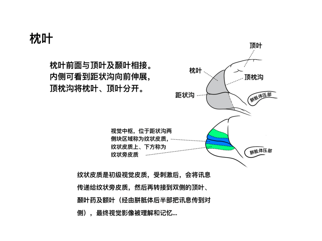 徐桂兴手绘|大脑皮层的解剖与定位_功能_中枢_顶叶