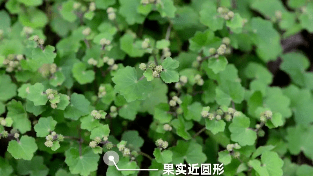 內止咳嗽外愈傷紅馬蹄草都能幫百草團畲藥系列之六十八知藥知健康識藥