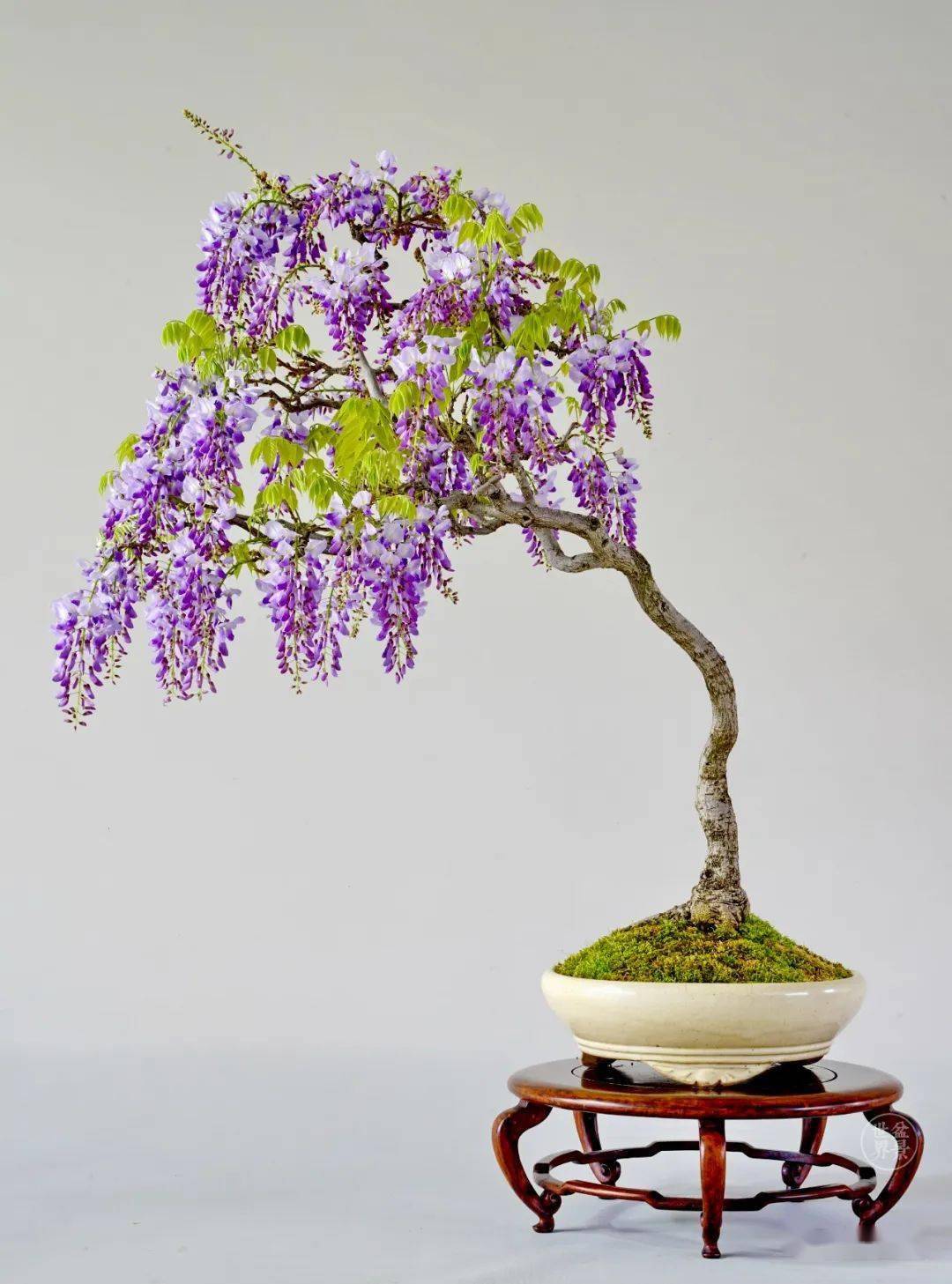 紫藤花盛春已深.上海郭新华/摄仲春至初夏时节,正是紫藤吐艳之时.