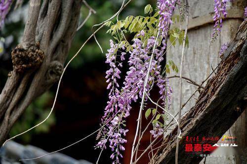 孔子登临处:紫藤花开正烂漫_紫色_泰山_花儿