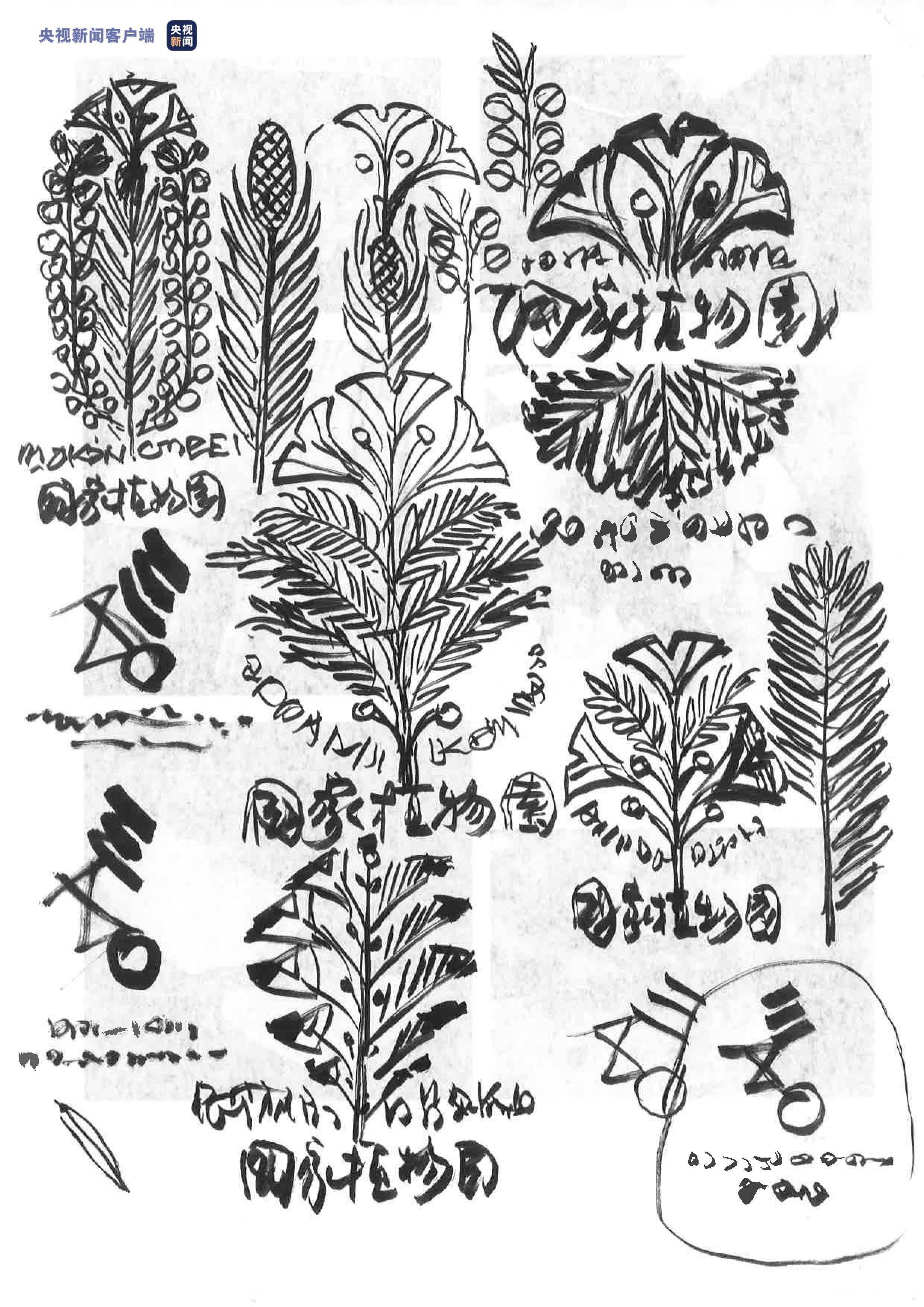 银杏 水杉!国家植物园标志设计方案大揭秘_中国_保护_螺旋线