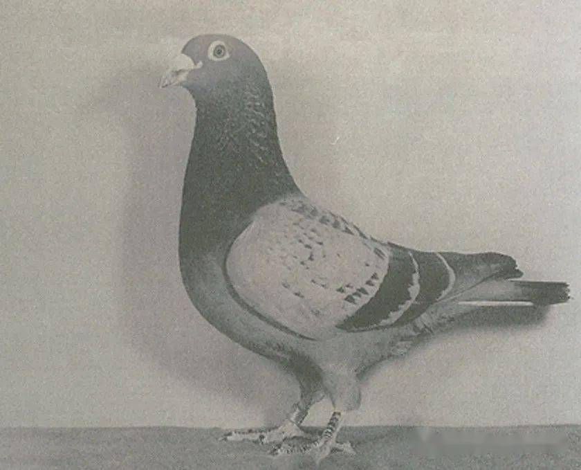 詹森兄弟的传奇育种之路走到了终点,但是詹森鸽的传奇还在世界各地不