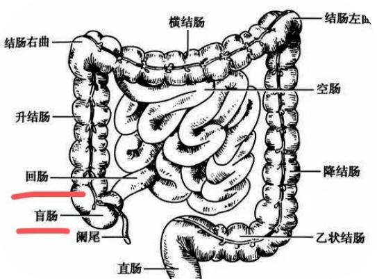 小肠回肠的位置图片图片
