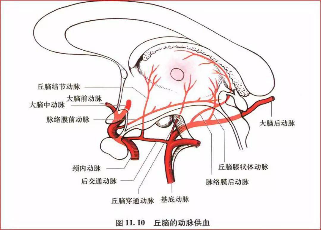 重要神经结构的血供示意图