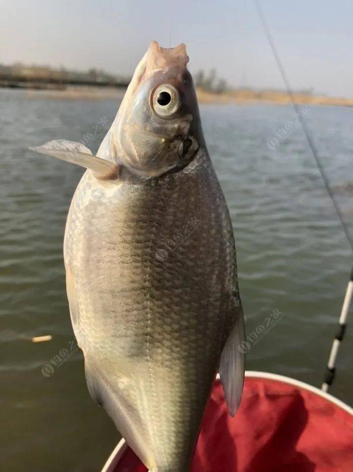 很快就上魚了.鯽魚,鯿魚,昂刺,都有了.鯽魚為主,鯿魚唯一,昂刺較多.