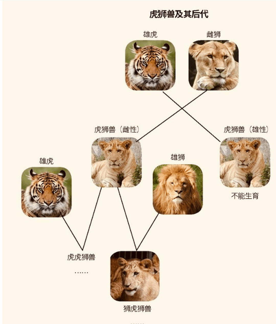 上第一只狮虎兽出生在1981年,那只狮虎兽叫做利利,是人工杂交的结果