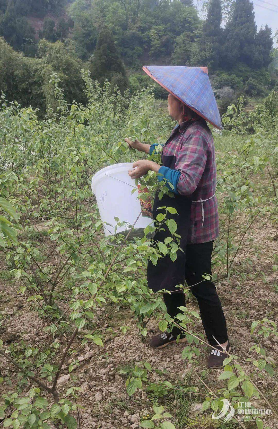 带动,文化共融等功能的活力中药产业园,计划建成臭黄荆种植约4万亩