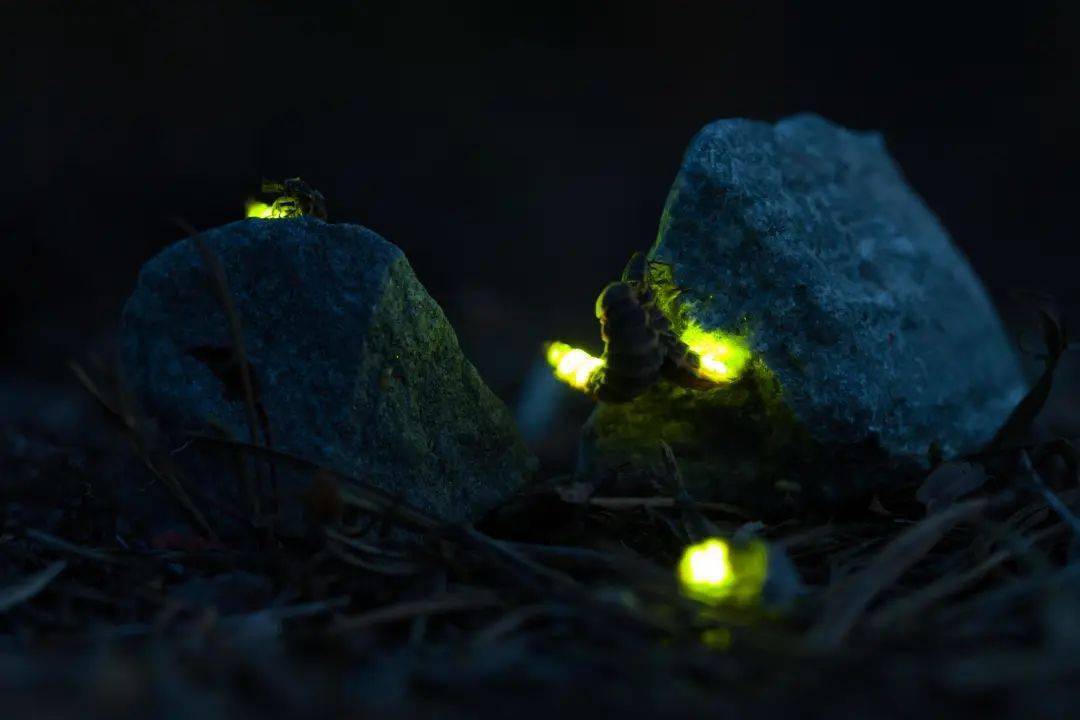 "黑夜精灵"来临!邛崃天台山景区第一波萤火虫飞舞高峰期