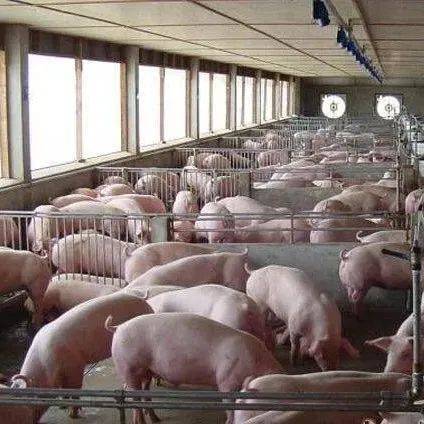 电白这些养猪场恭喜了：国家奖励金下来了！_沉香_磻坑_茂名