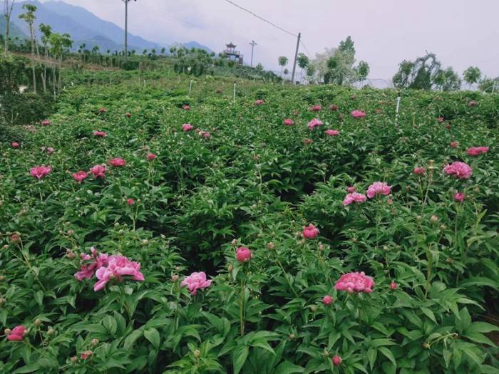 安康市汉阴县花遇湾百花盛开 美了村镇富了民