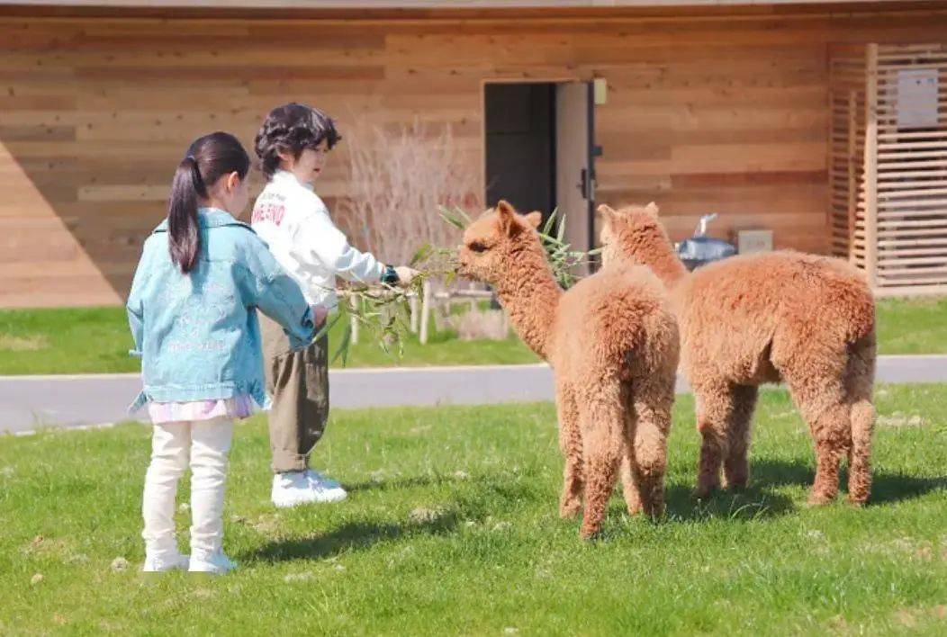 99元抢萌宠乐园门票30萌宠任你撸周末遛娃就选这