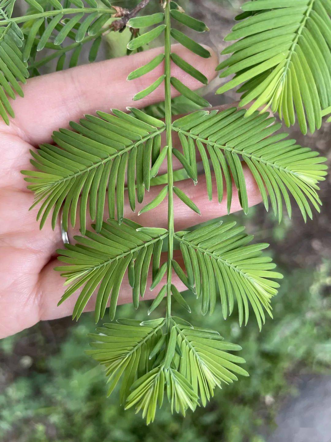 观察一棵树水杉23