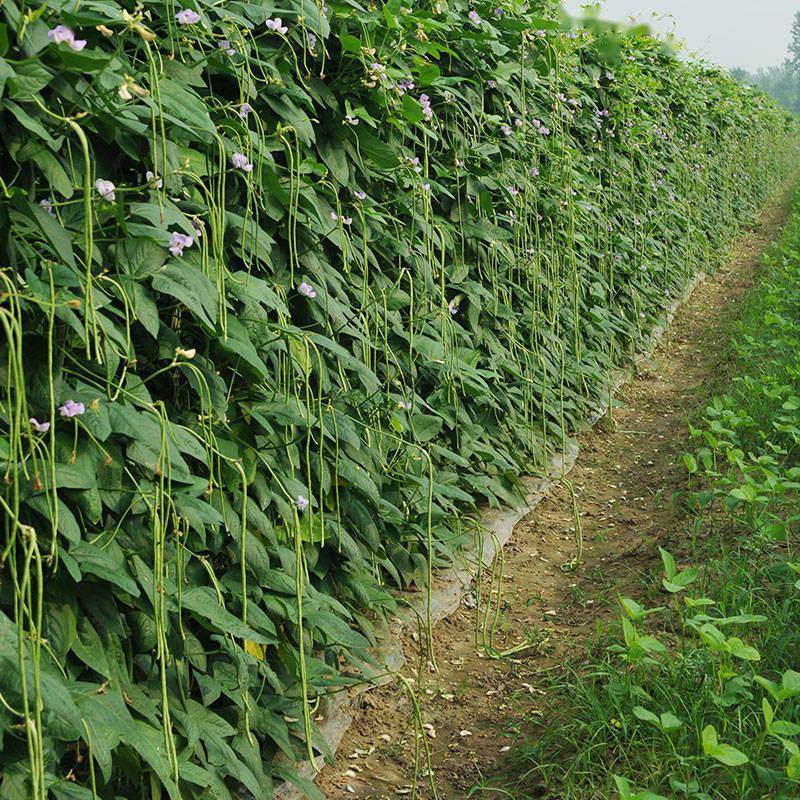 新款豇豆好品种更耐高温标准的翠绿色豆荚持续翻花能力强