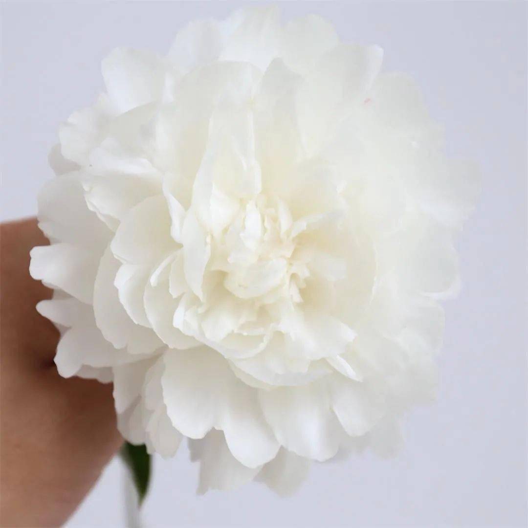 芍药鉴赏.杨妃出浴_白色_花色_应用