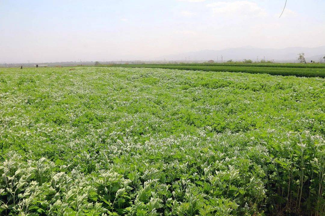 艾草长得旺 振兴有力量_种植_高新民_干村