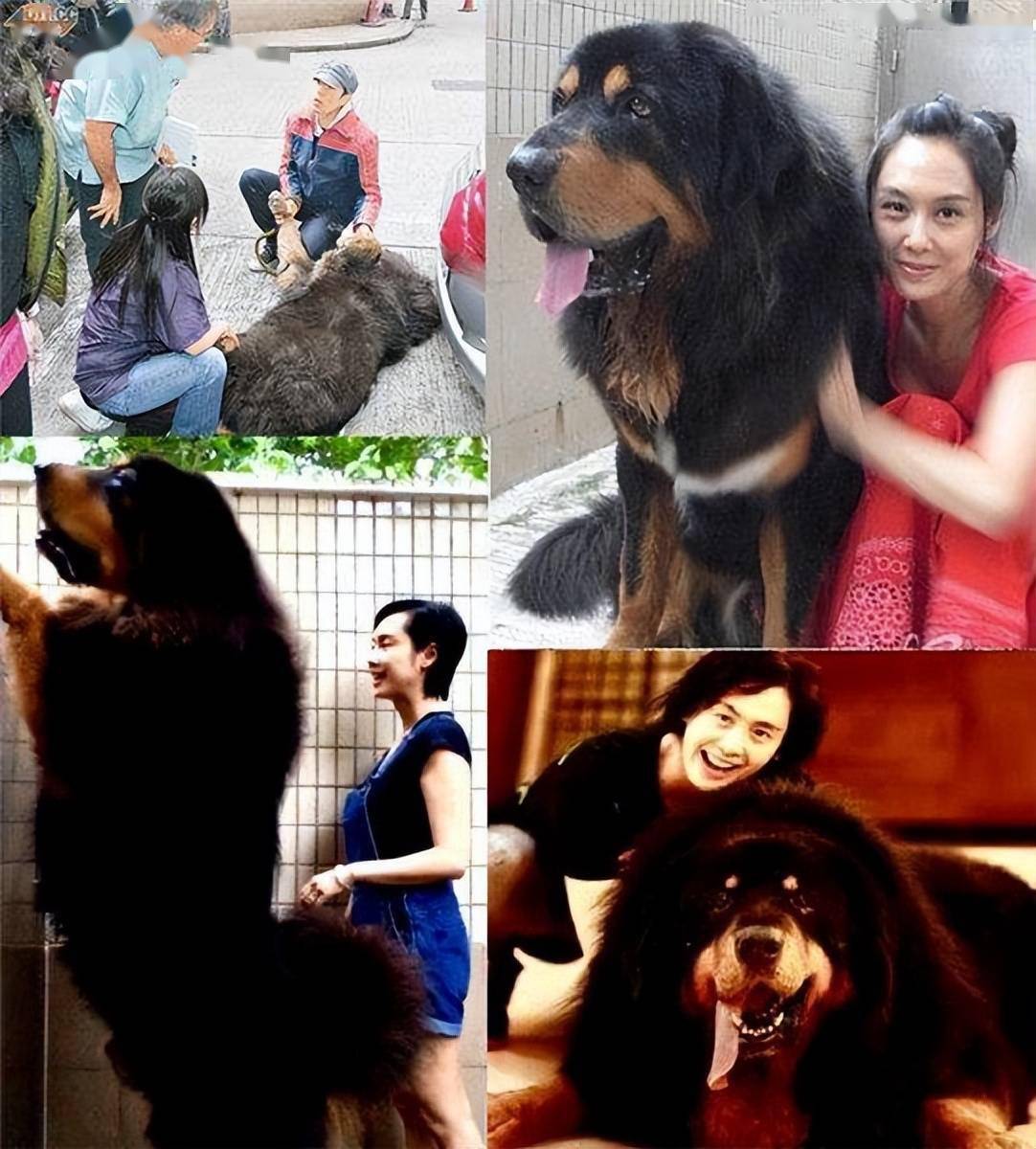 泰国女子溜豹子算什么明星家的宠物排行朱茵家的藏獒只排第五