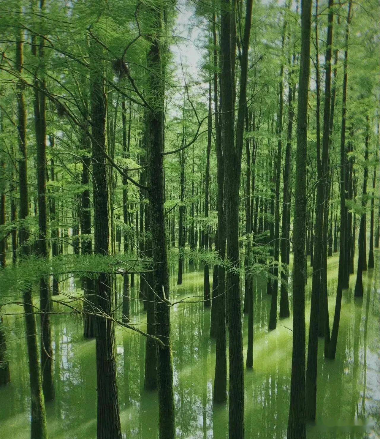 杭州青山湖水上森林 