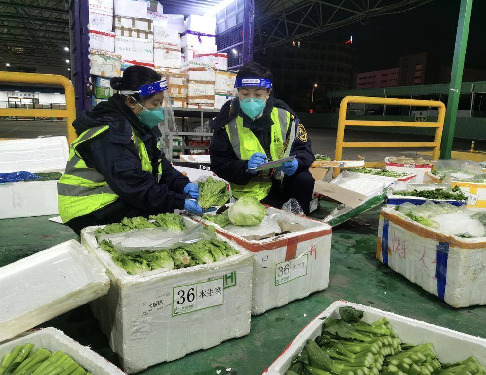 东莞供港蔬菜开辟水运新路线抢鲜通关守护菜篮子