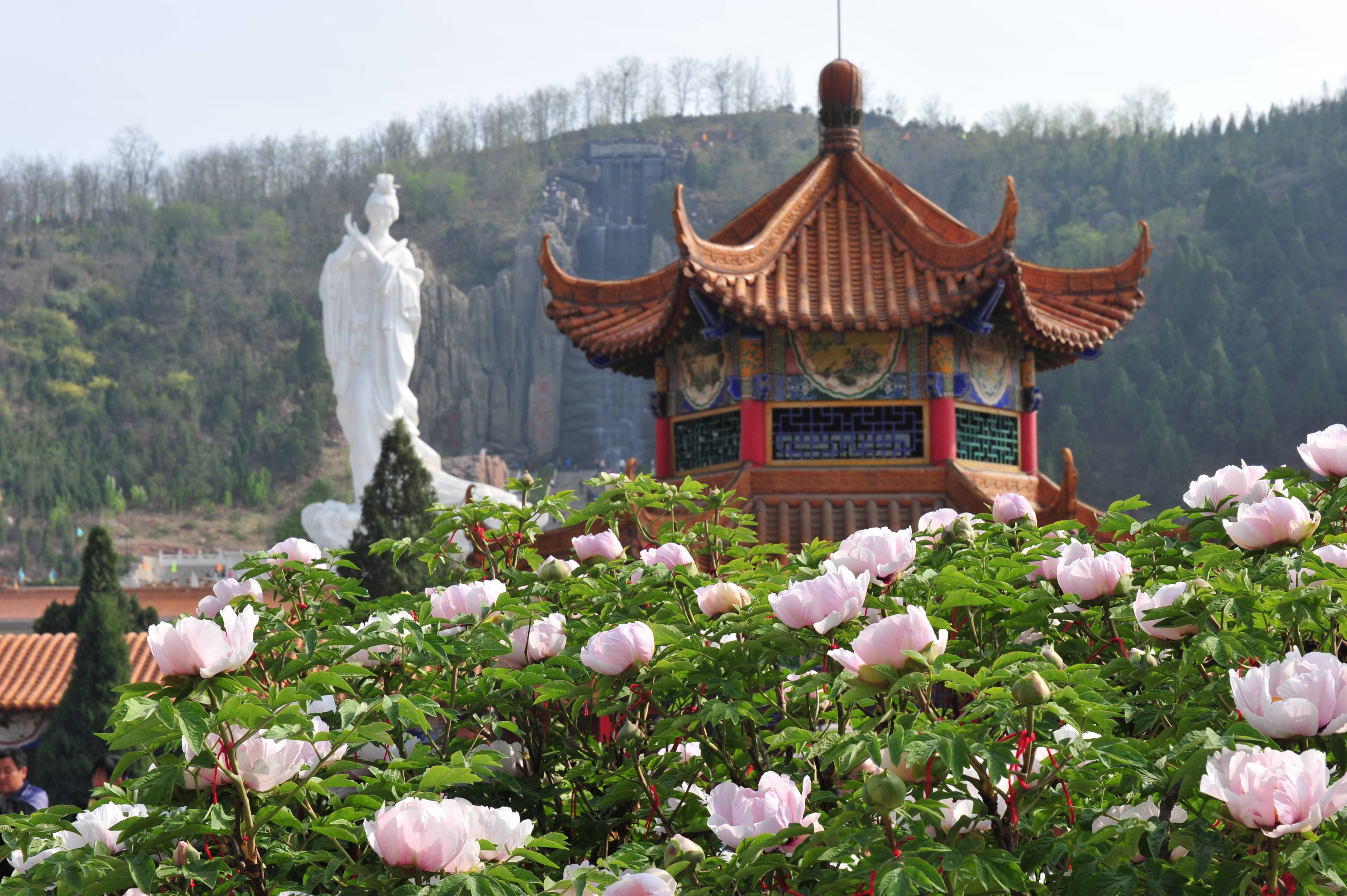 旅游 天下第一牡丹 花开美丽古县_活动_文化_大赛