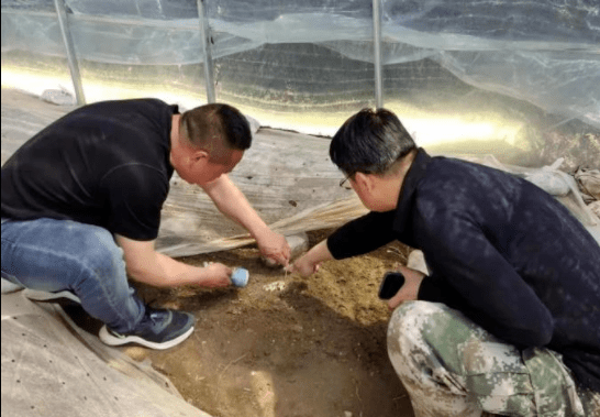 时政林建忠到北峪店村羊肚菌种植基地调研