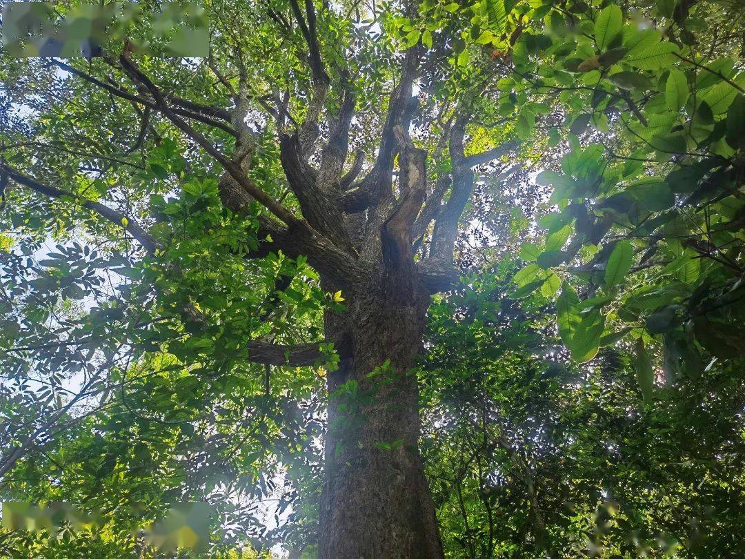 五华天堂山十分靓