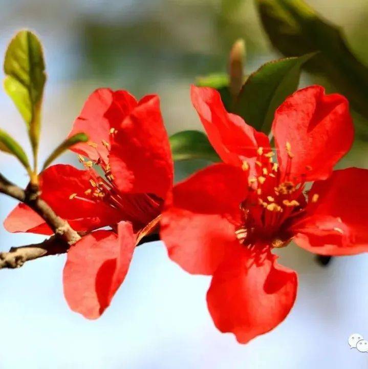 梁实秋:君子之交,淡而不腻,始得长久_友谊_朋友_朱元璋