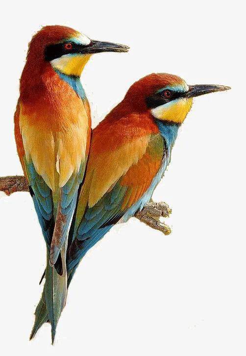 比翼双飞的夫妻鸟图