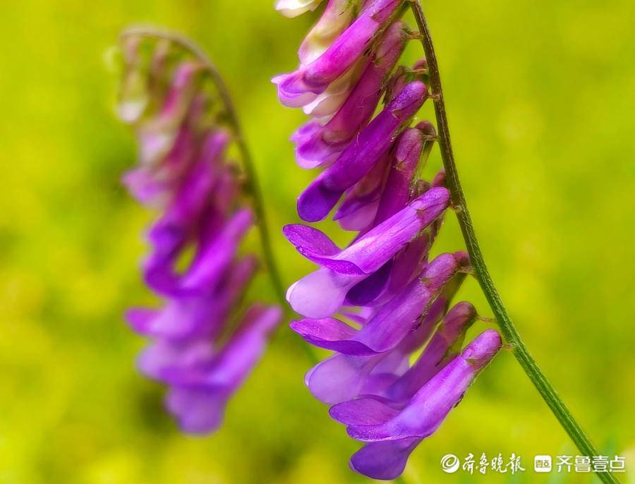 哨子花开,一串串花朵如列队的小鸟