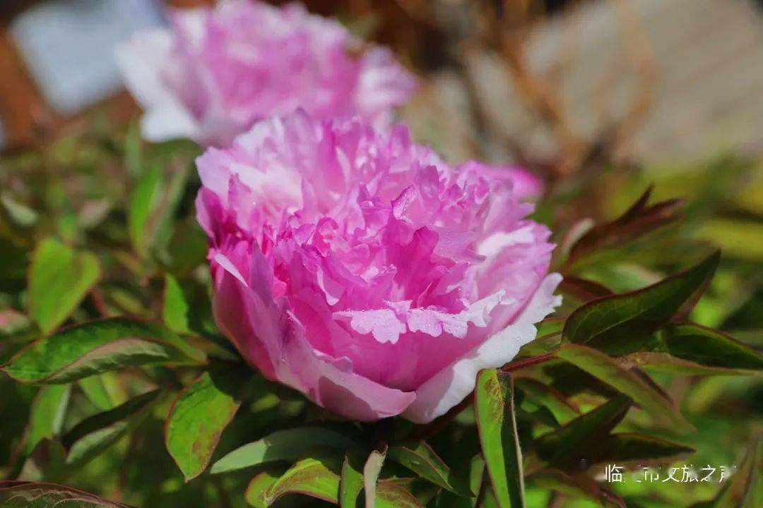 河州五月花似锦 满城俱是看花人 牡丹 临夏 季节