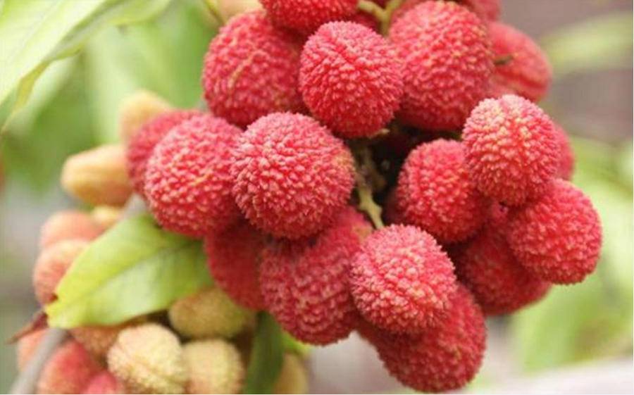 “中国荔乡”广东高州早熟荔枝“三月红”上市_茂名_品种_长坡镇