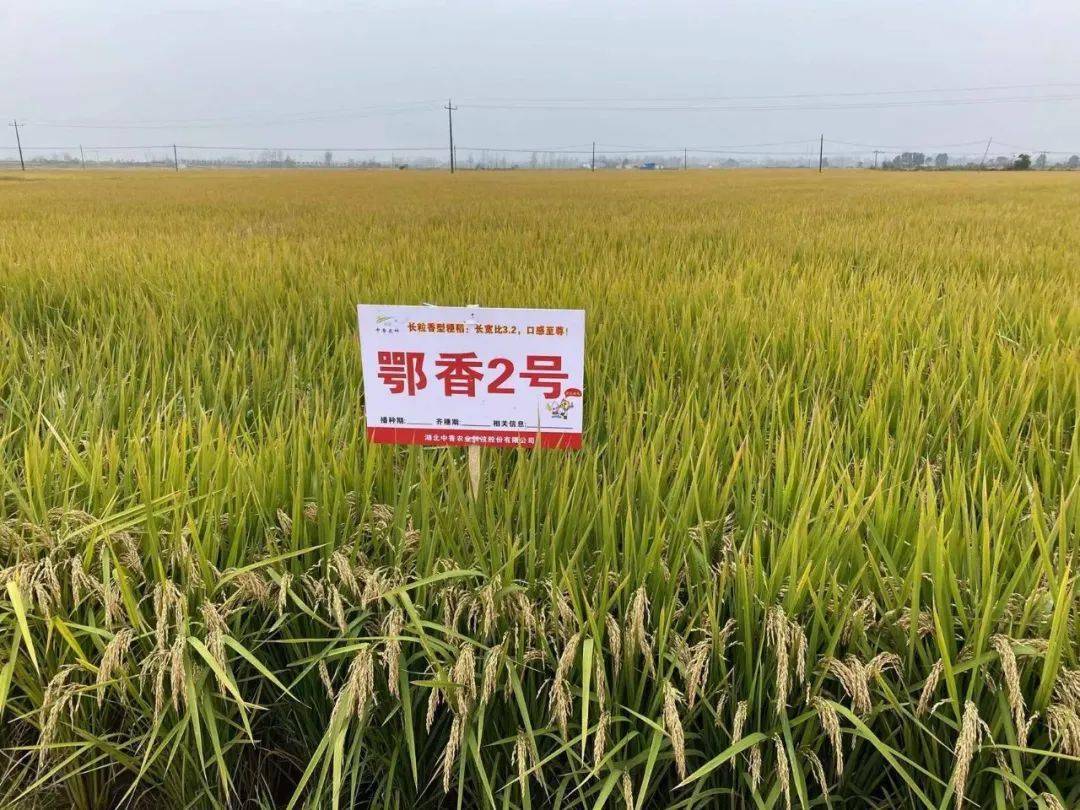 3007水稻种子简介图片