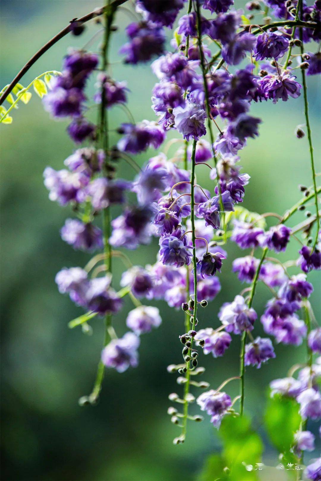 还有白色,粉色,重瓣紫藤等品种,除了常见的紫色,诉说着春日的浪漫.