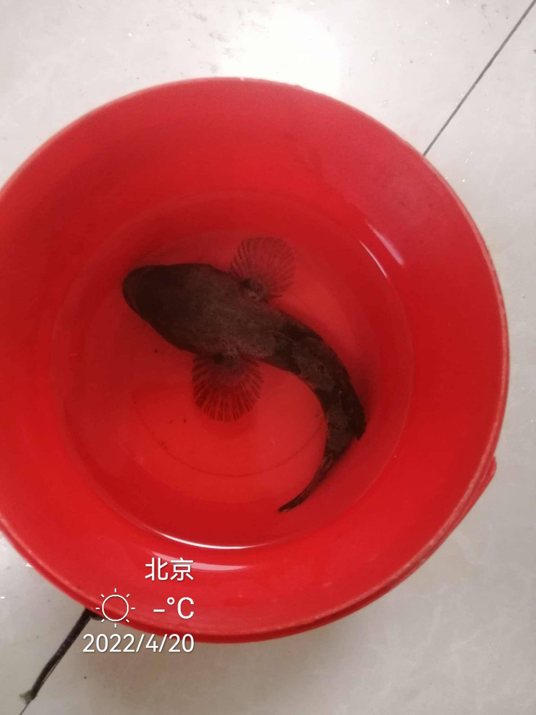 广泛分部在我国东部各省水域在苏南叫塘鲤鱼在苏北叫虎头鲨东北叫